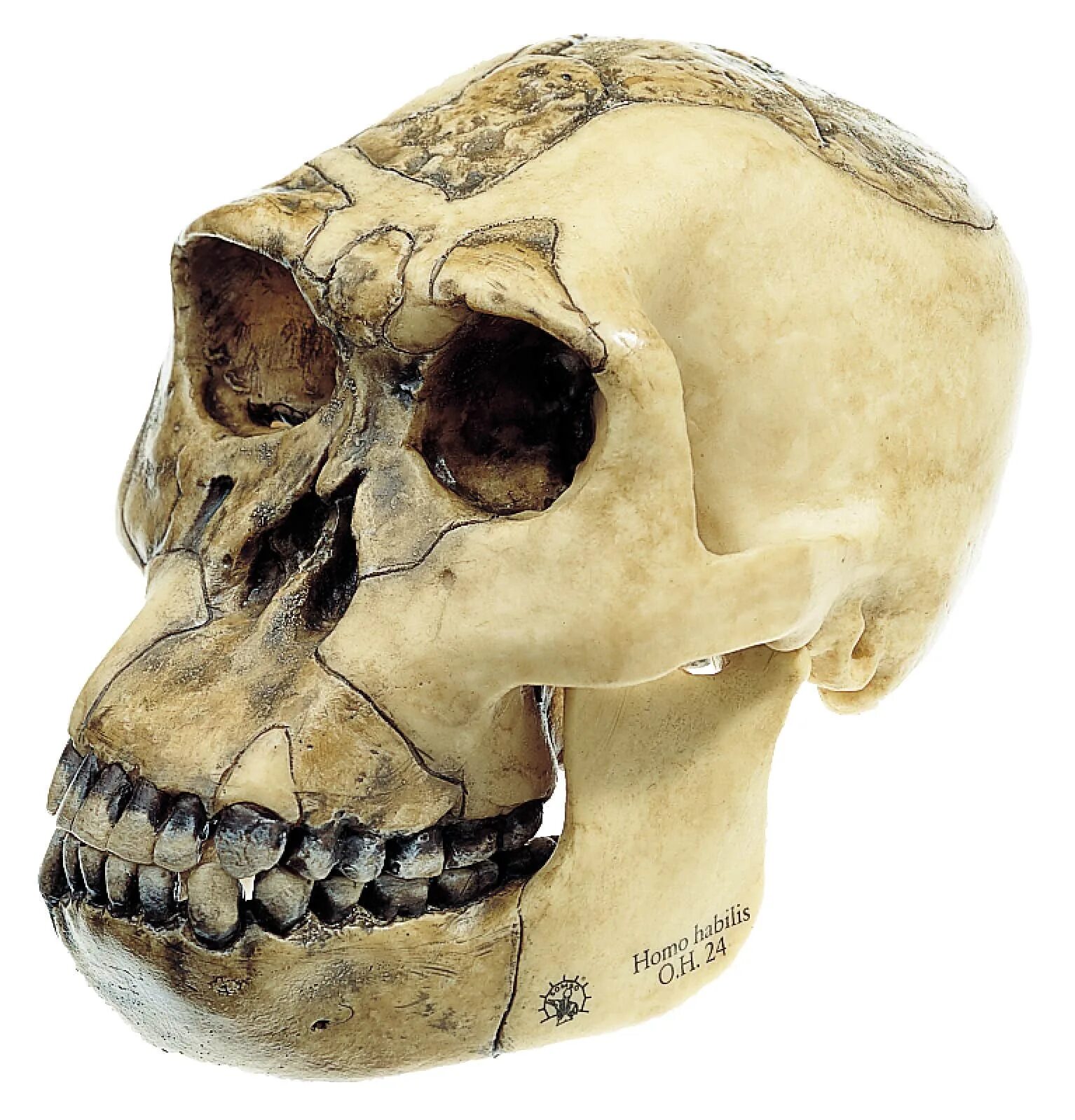 Череп древнего человека и современного. Человек умелый homo habilis череп. Хомо хабилис строение черепа.