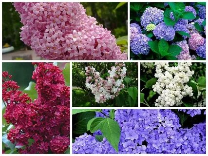 Посадить куст сирени