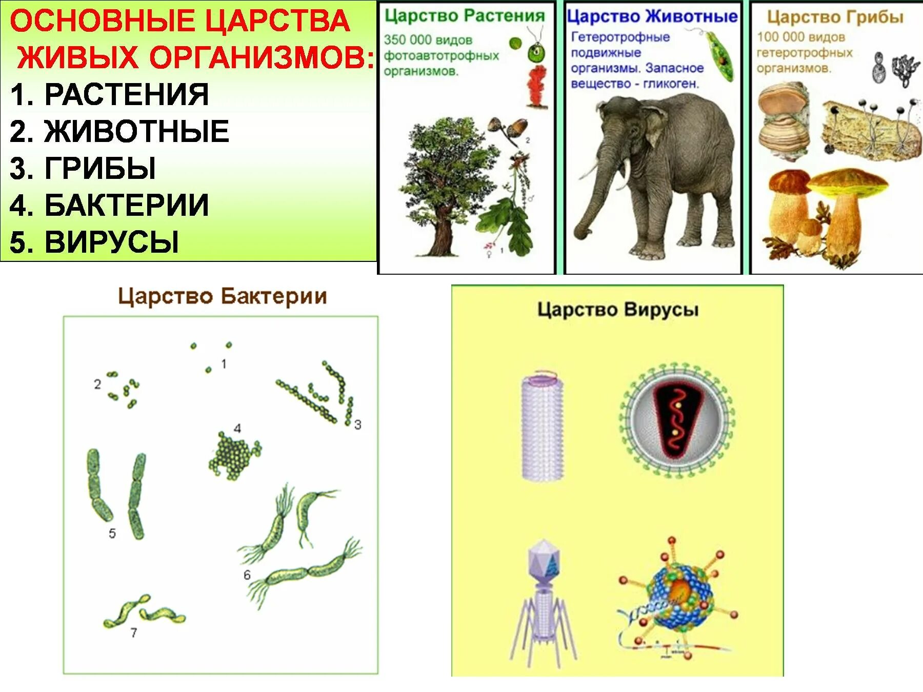 Многообразие живых организмов. Основные царства живых организмов. Царство растений животных грибов бактерий вирусов. Картинки многообразие живых организмов.