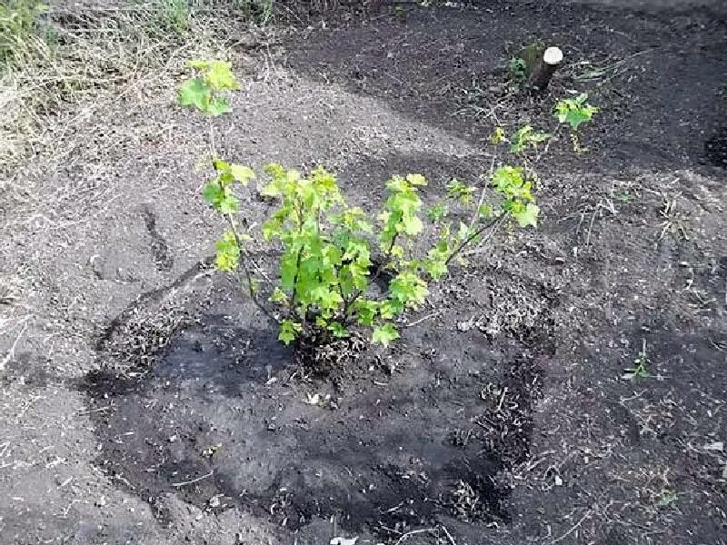 Посадка смородины в августе саженцами. Кусты смородины в мульче. мульча для смородины. мульчирование кустов смородины.