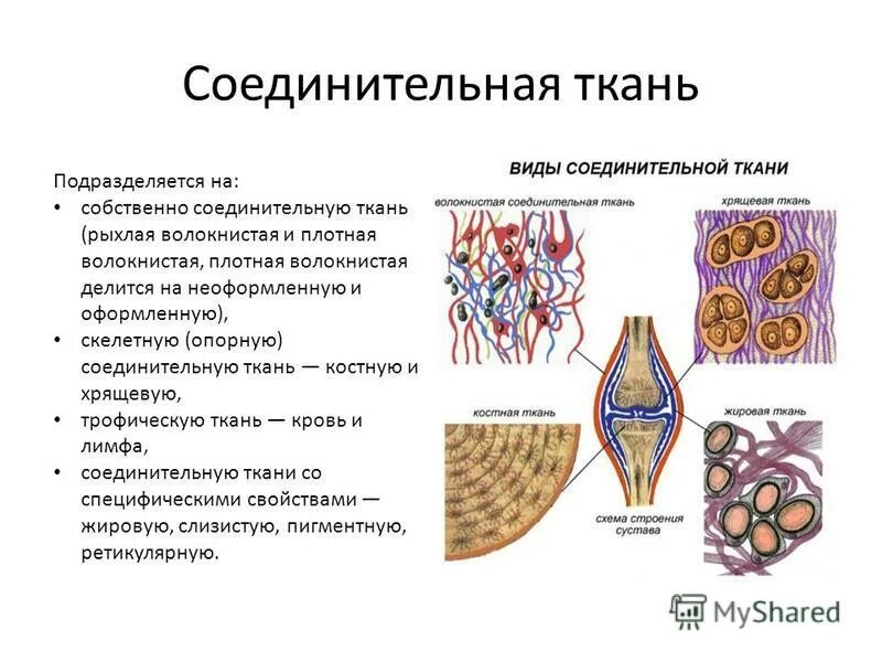 Соединительная ткань какие. Соединительная ткань собственно соединительная волокнистая. Типы соединительных тканей схема. Гестион соединительная ткань. Соединительная ткань собственно соединительная ткань.