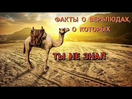 Интересные факты о верблюдах