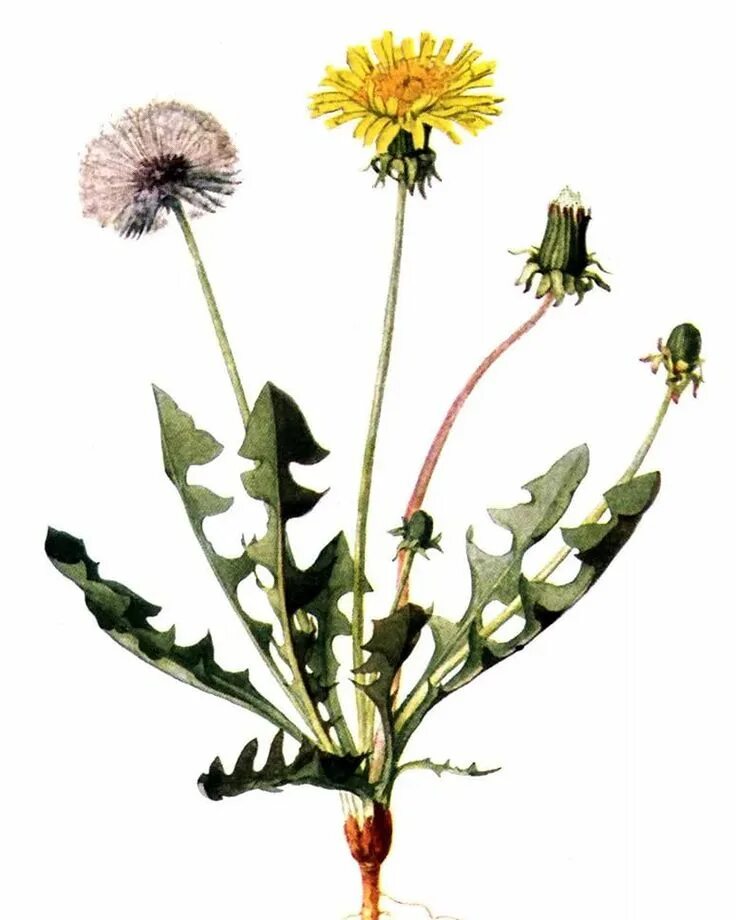 Одуванчик лекарственный форма. Одуванчик Taraxacum officinale. Одуванчик лекарственный корень. Лист Taraxacum officinale. Одуванчик растения одуванчик лекарственный.