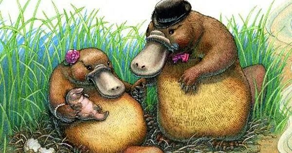 Кормящий утконос. Утконос животное детеныш. Детеныш утконоса. Утконос вскармливание. Утконос в австралии.