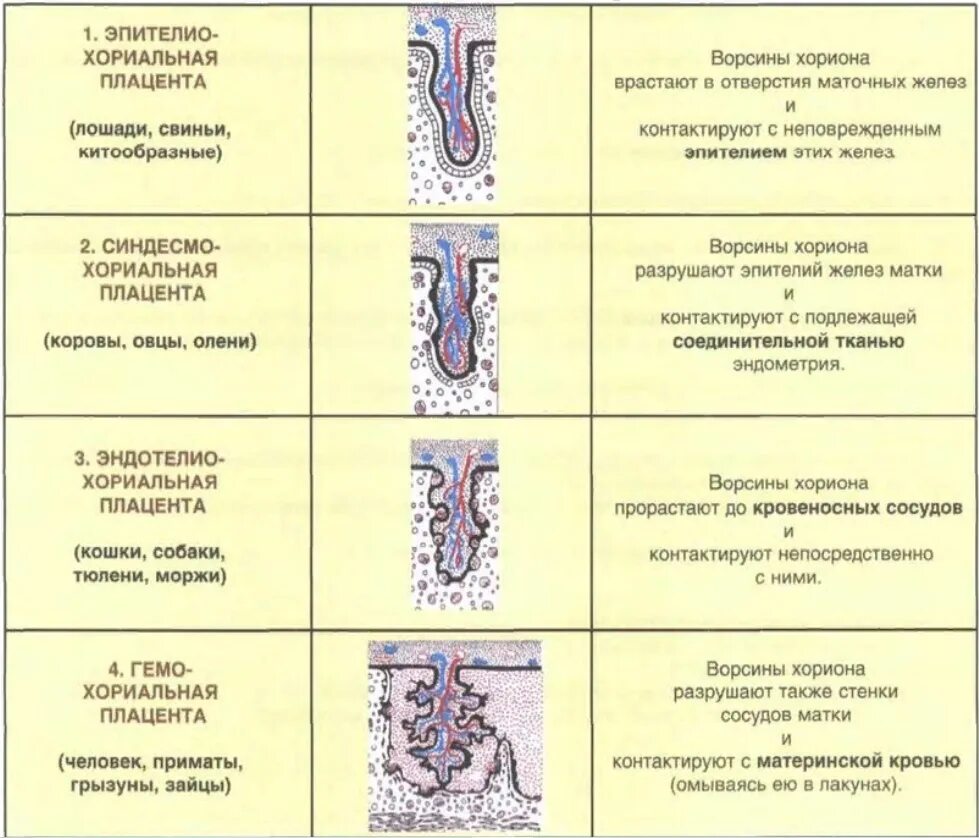 Верховые железа. Тип плаценты человека гистология. Типы Плацент млекопитающих гистология. Эпителиохориальный Тип плаценты. Типы ворсинок плаценты.