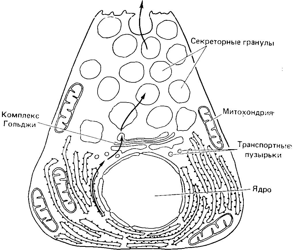 Фазы секреторного цикла железистой клетки. Схема секреторного цикла железистой клетки. ультраструктура секреторной клетки. строение секреторной клетки. секреторные гранулы строение.