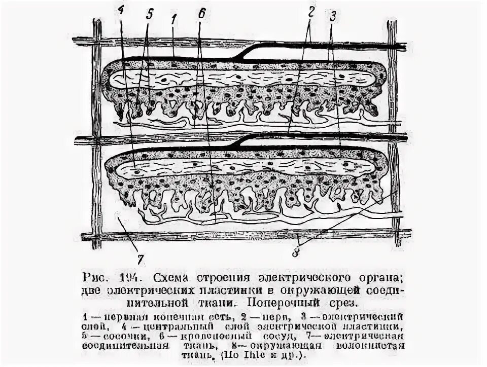 Строение электрических органов рыб. Строение электрического органа ската. Электрические органы рыб их строение и функции. Электрические органы угря.