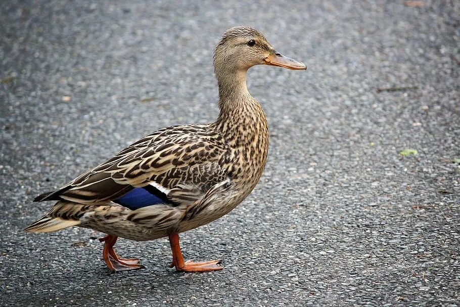 Хайсекс суссекс. Гуси домашние. Петух хайсекс браун. Домашняя птица 5. Хохлатая цесарка.