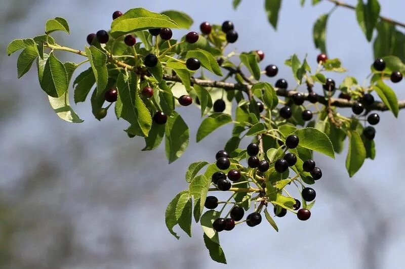 Семена вишня магалебская (антипка) купить, узнать описание, посмотреть фото