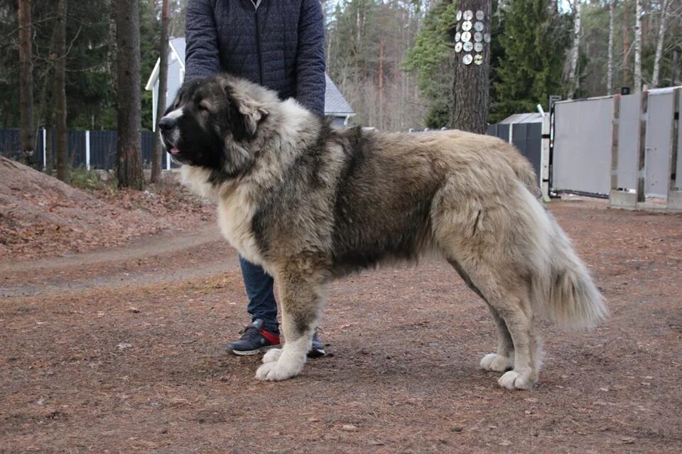 кавказская овчарка размеры. кавказская овчарка длинношерстная. самая большая кавказская овчарка в мире. кавказская московская сторожевая. кавказская овчарка гризли.