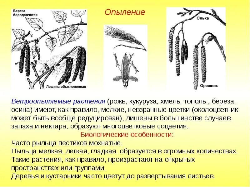 Способы опыления растений. Ветроопыляемые и насекомоопыляемые цветки. Пшеница опыляется ветром. Злаки опыляются насекомыми. Цветки ветроопыляемых растений.