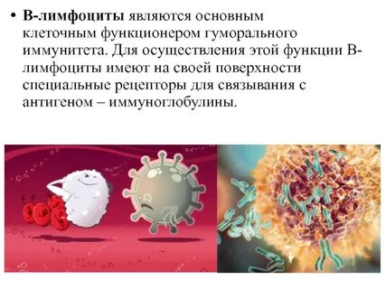 Клетки продуценты иммуноглобулинов