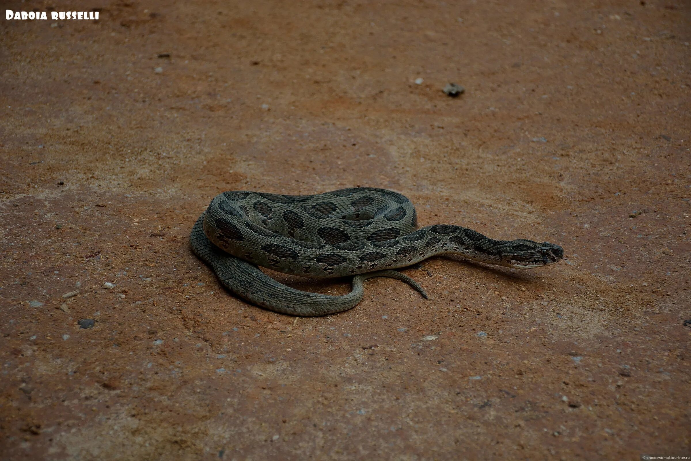 Snake Farm Шри Ланка. Змеи на Шри Ланке. Змеиная ферма в Шри Ланки. Змеи на Шри-Ланке с картинками.