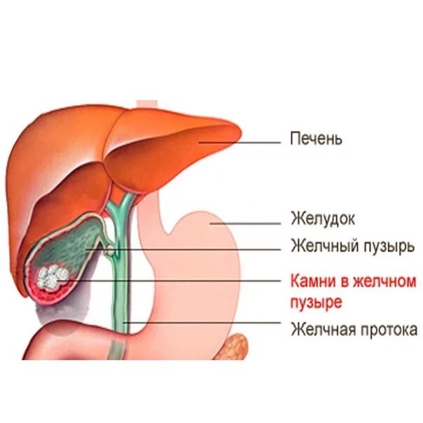 Здоровый желчный пузырь