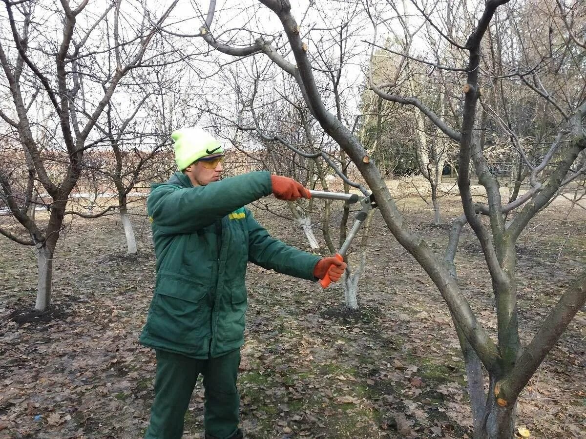 Чем обработать кусты после зимы. Весенняя обрезка плодовых деревьев. Обрезать абрикос осенью. Омолаживание дерева абрикос. Стрижка плодовых деревьев осенью.