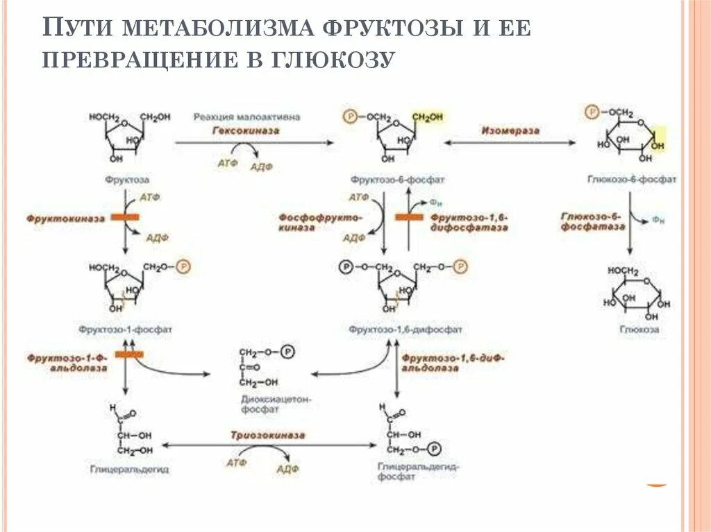 Превращение Глюкозы в фруктозу это реакция. Метаболизм фруктозы биохимия реакции. Переход фруктозы в глюкозу. Превращение фруктозы в глюкозу.