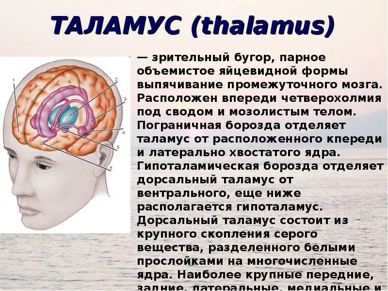 Функция таламуса в головном мозге. Зрительный бугор таламус. Мозг анатомия таламус. Зрительные Бугры головного мозга. Что такое таламус