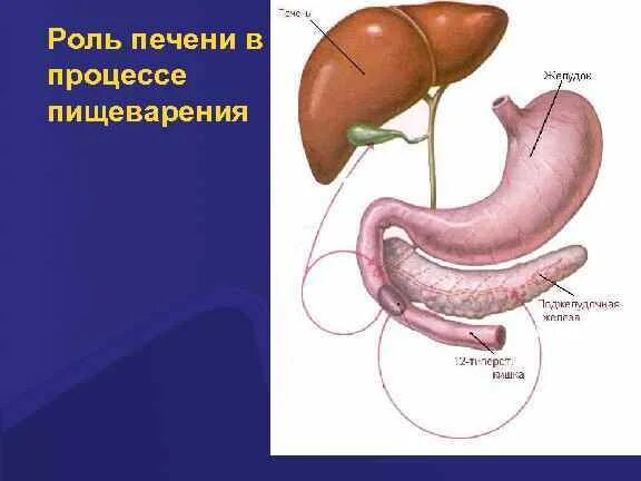 Участие печени в пищеварении. Процесс пищеварения в печени. Роль печени в процессе переваривания. Печень участвует в процессе пищеварения.