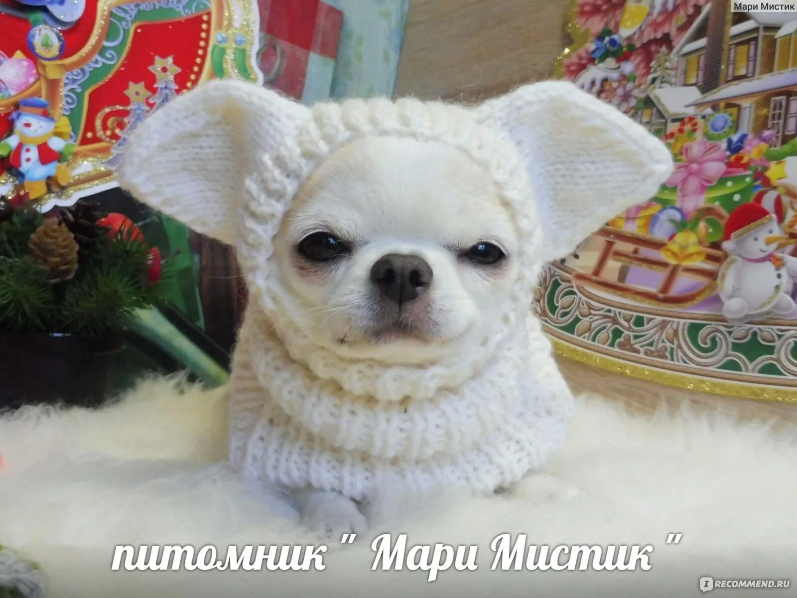 Связать спицами шапочку для чихуахуа. Шапочка для чихуахуа. вязаные шапки для чихуа. вязаная шапка для собаки чихуахуа. вязаная шапка для чихуахуа.
