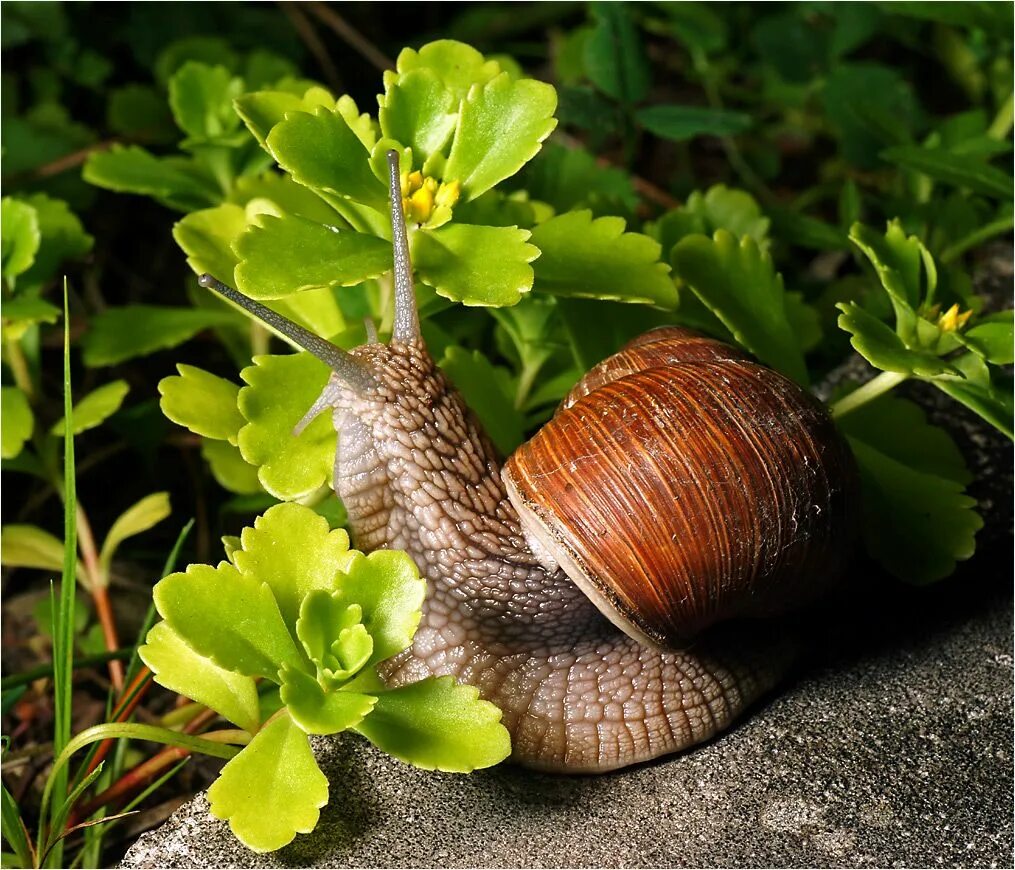 Улитка Helix pomatia. Брюхоногие моллюски Виноградная улитка. Виноградная улитка фильтратор. Садовая, улитка (Helix pomatia).. Г виноградная улитка