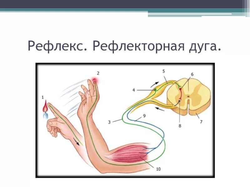 Рефлекс отдергивания руки от горячего. Рефлекторная дуга моргательный рефлекс. Рефлекс рефлекторная дуга рефлекторное кольцо. Рефлекторная дуга мигательного рефлекса рисунок. Рефлекторная дуга локтевого рефлекса.