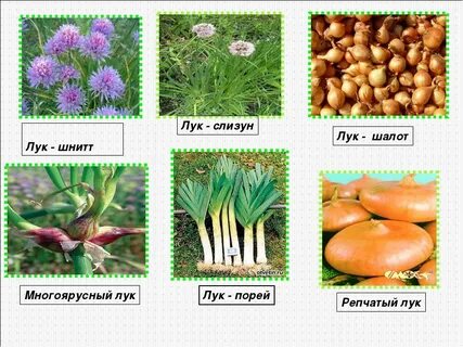 Виды луковиц