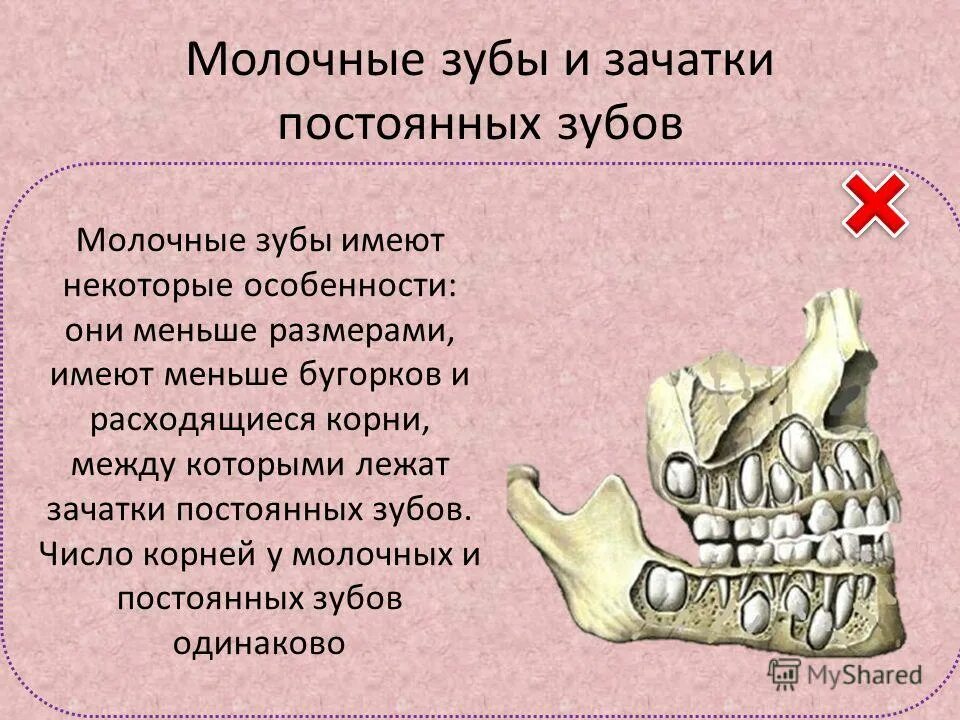 У ребенка нет зачатка постоянного зуба. У ребенка нет зачатка постоянного зуба