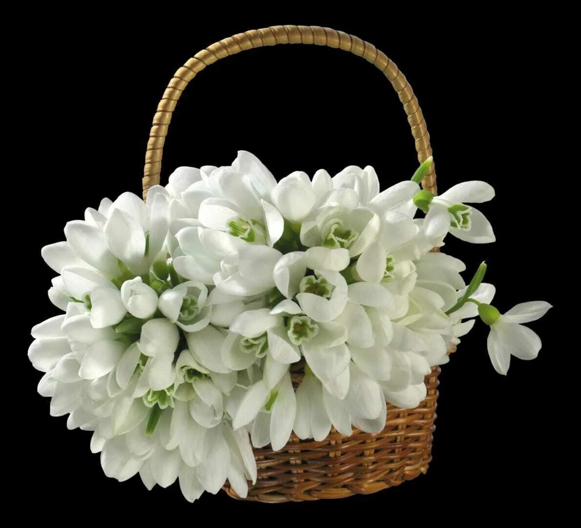 букет примулы гиацинты подснежники. подснежники галантусы в горшке. букет подснежников фото. букет подснежников. терра фьорри подснежники.