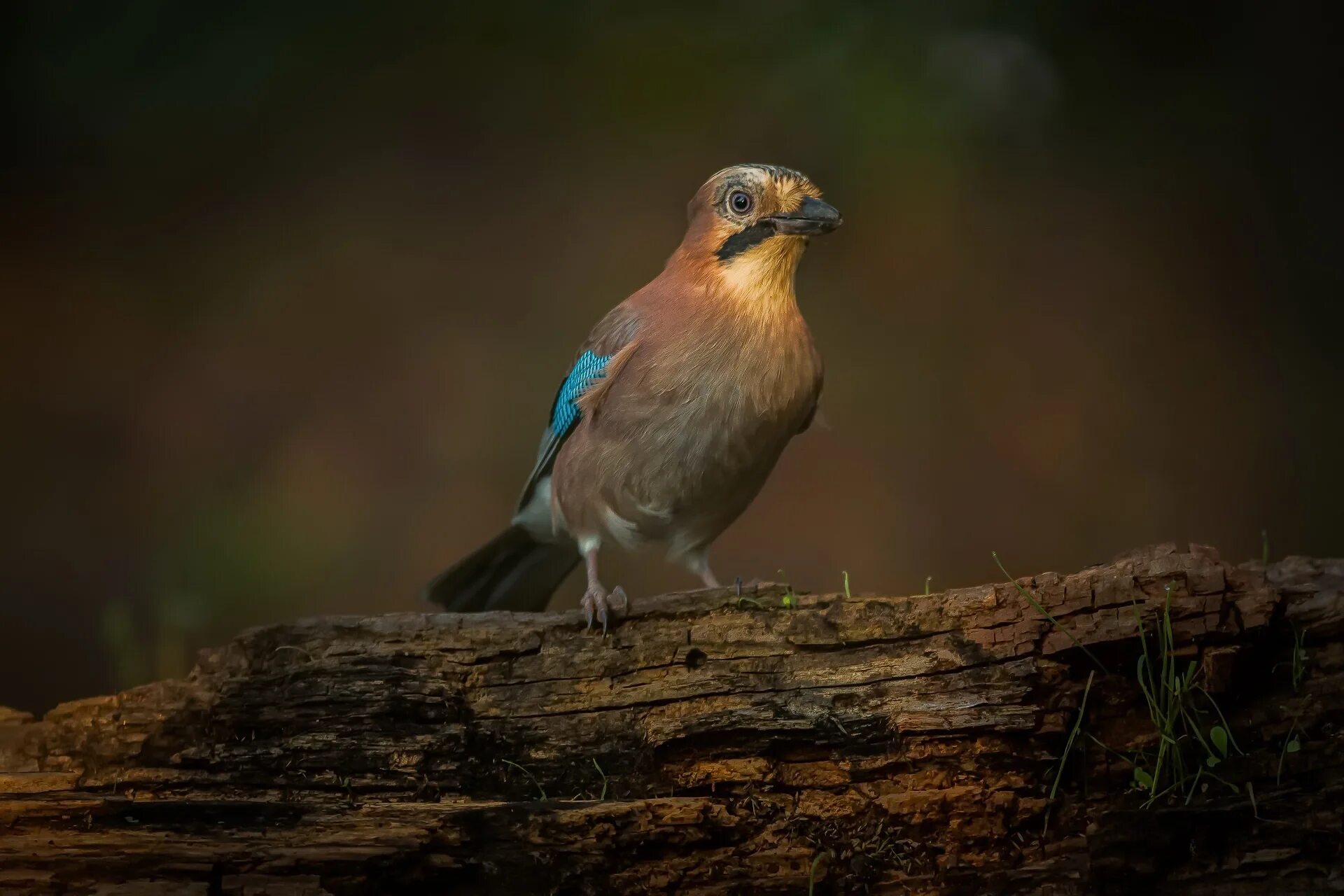 Натур птица. Smart natural Bird.