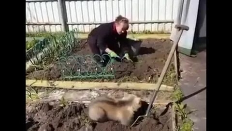 Покажи видео дача