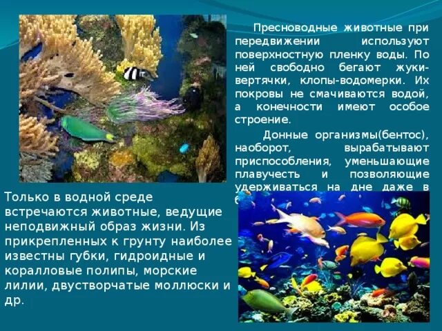 Живые организмы водной среды обитания. Приспособленность организмов к водной среде. Организмы обитающие в водной среде обитания. Приспособления водных обитателей.