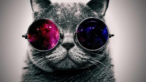 Обои с крутыми котами