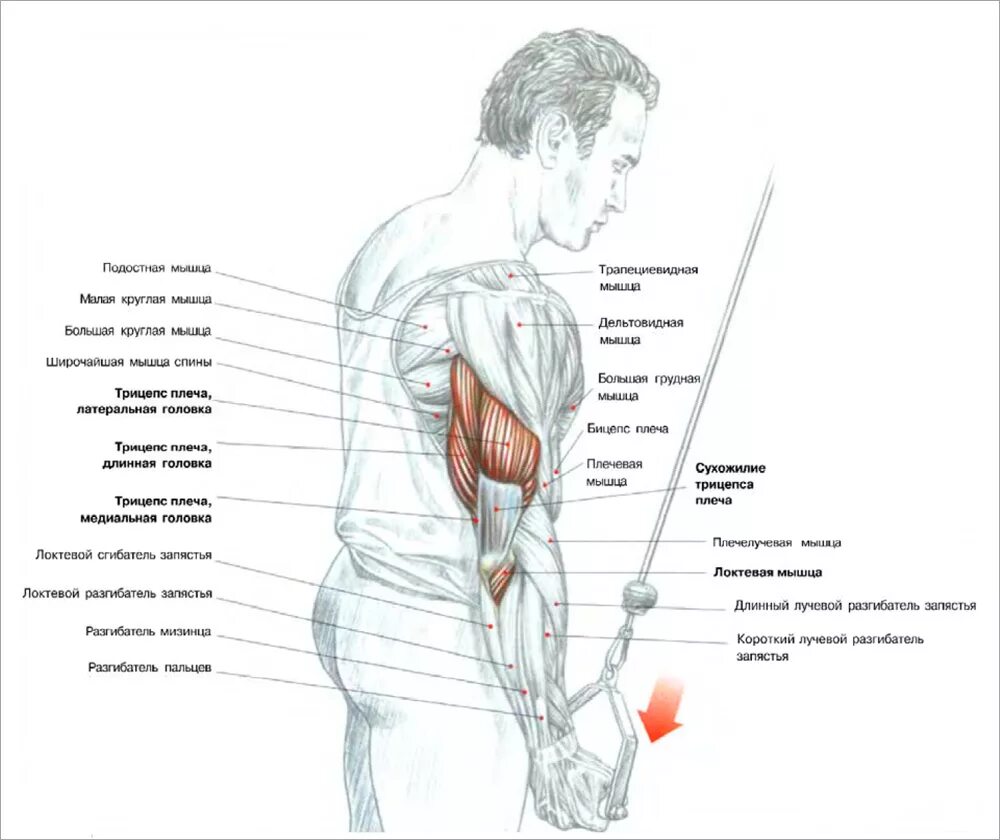Головки трицепса. Латеральная головка трехглавой мышцы плеча. Трицепс какие головки. Трицепс какие головки. Трицепс анатомия.