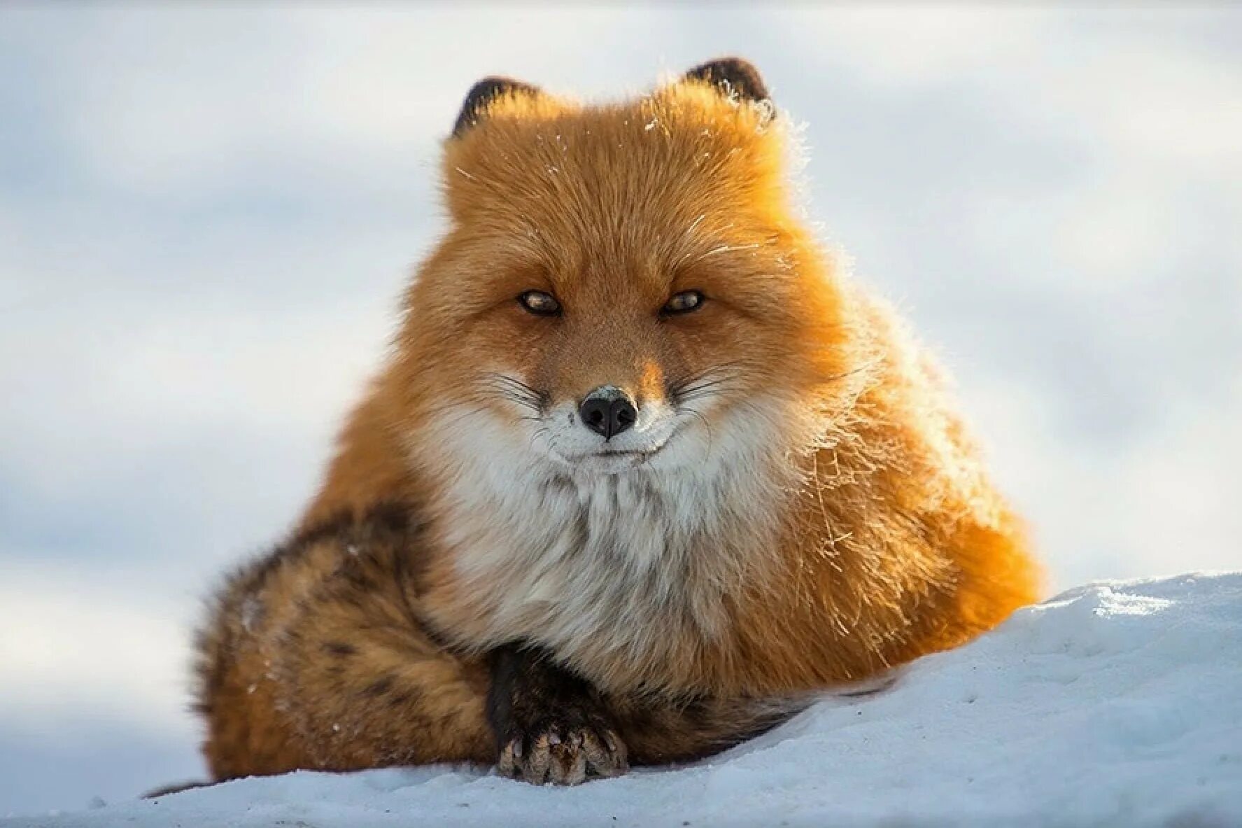 Анадырская обыкновенная лисица. Красивая лиса. Песец рыжий. Красивый Лис. Fluffy fox