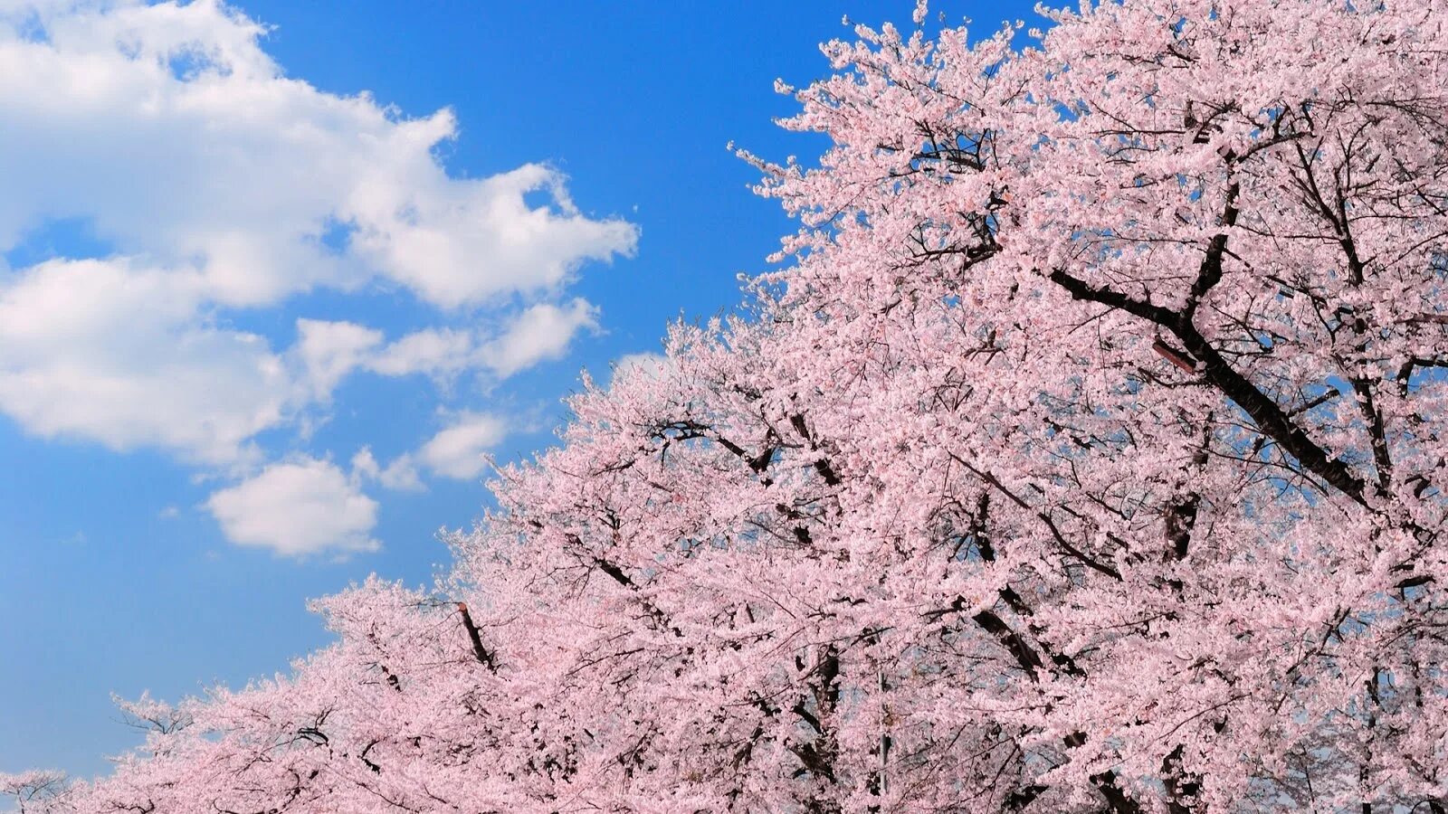 Япония Сакура. Черри блоссом Сакурай. Цветущие деревья. Цветущая Сакура. Бледная сакура