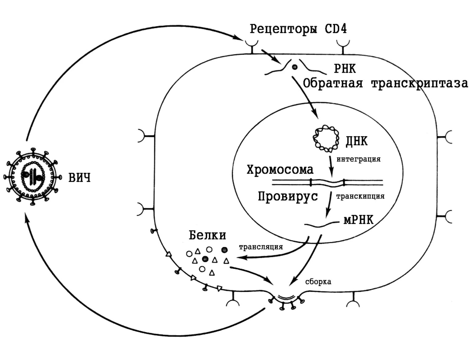 Обратная транскриптаза. Жизненный цикл вируса ВИЧ схема. Цикл развития ВИЧ схема. Жизненный цикл вируса иммунодефицита человека. Обратная транскриптаза механизм действия.