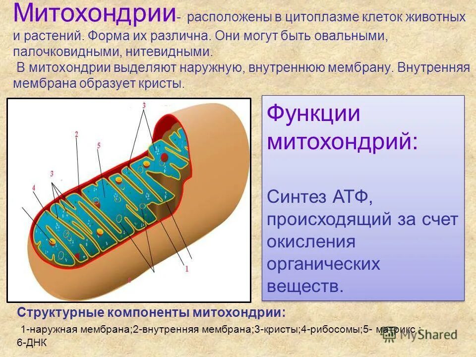 мембраны крист