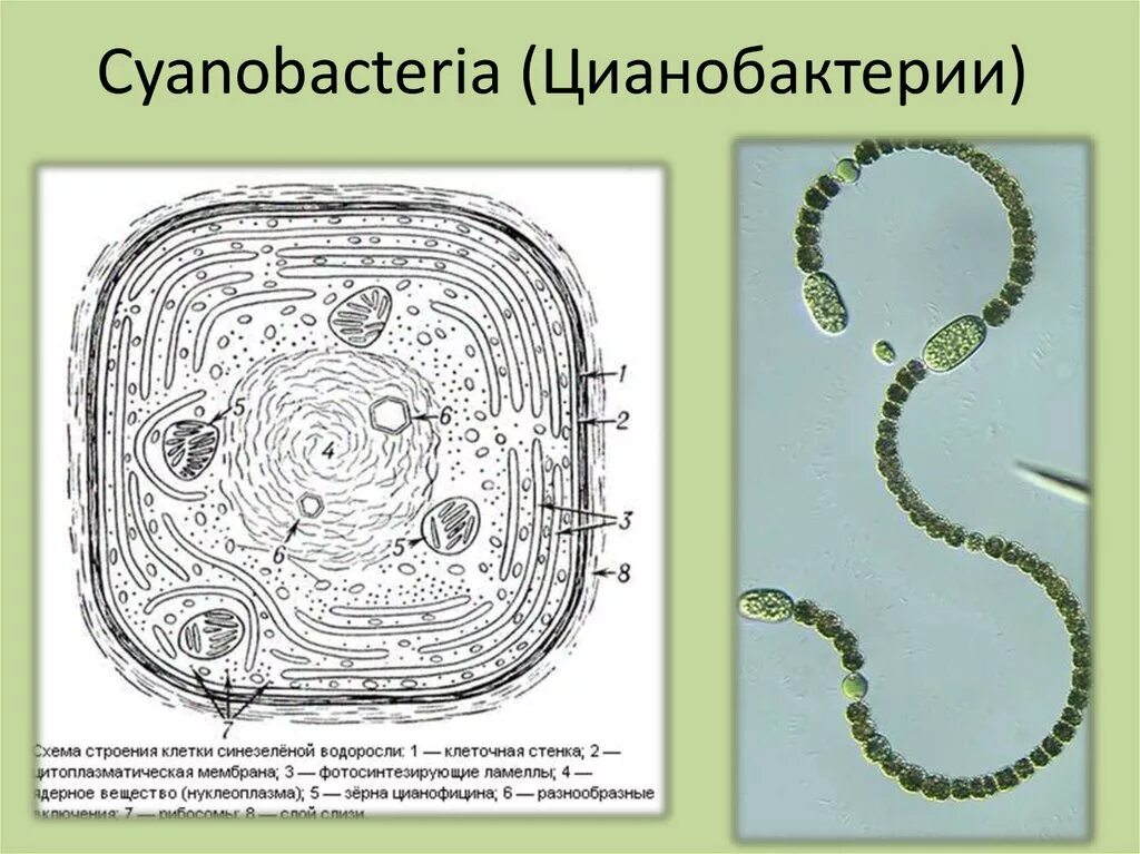 Водоросли дифференцированных клеток. Цианобактерия строение. Цианобактерии строение клетки. Цианобактерии сине-зеленые водоросли. Схема строения клетки цианобактерии.