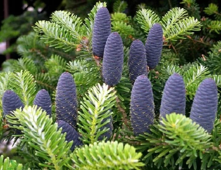 Пихта abies. Пихта корейская семена. Пихта корейская кореана. Пихта люминетта. Пихта киликийская.