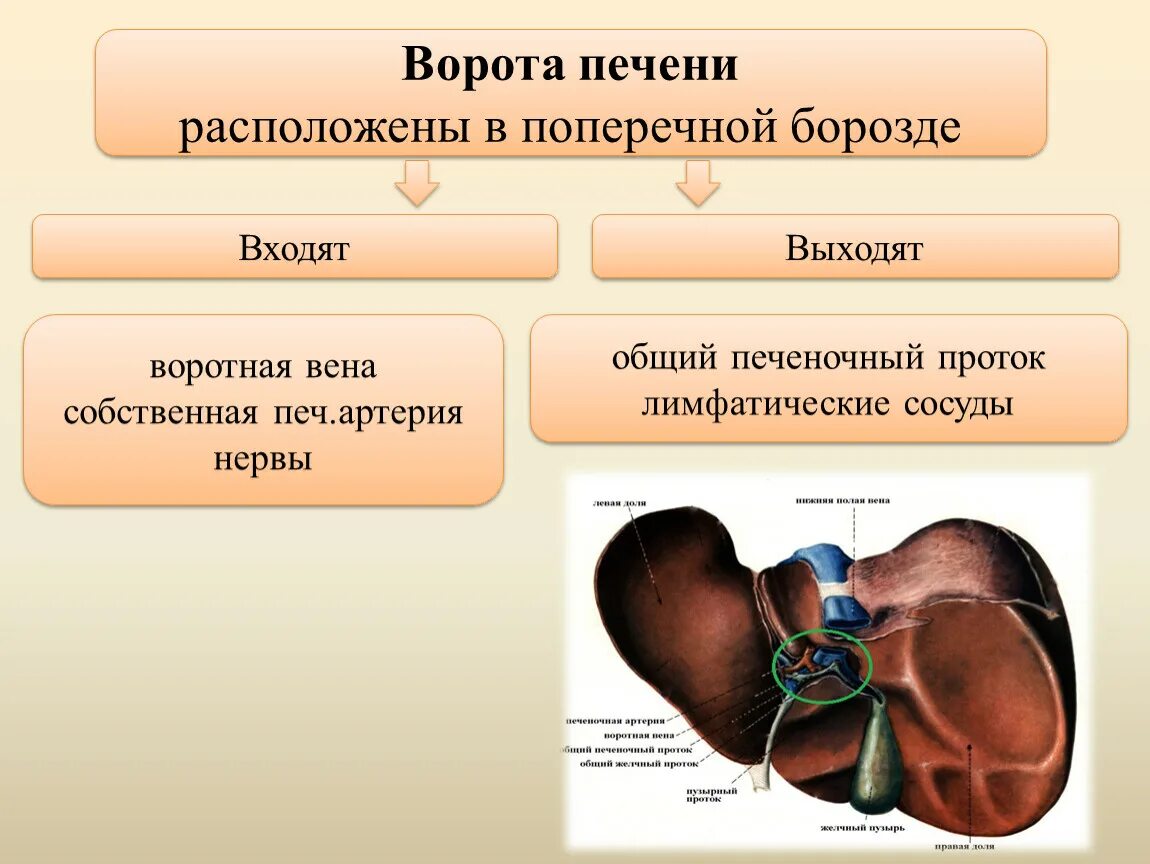 Образование печени что значит. Ворота печени располагаются анатомия. Печень строение анатомия борозды. Печень анатомия ворота печени. Ворота печени располагаются в борозде печени.