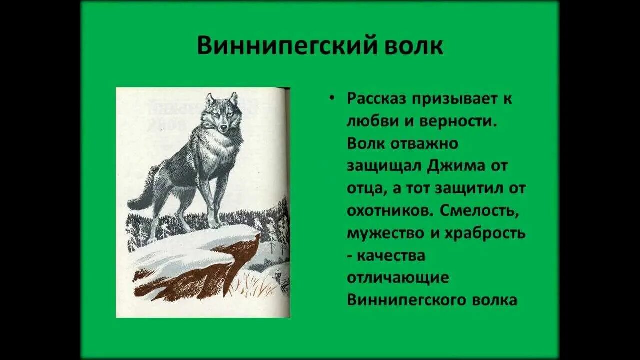 Сетон Томпсон Виннипегский волк. Сетон Томпсон Виннипегский волк читательский дневник. Э Сетон Томпсон Виннипегский волк читательский дневник. Иллюстрация к рассказу Виннипегский волк.