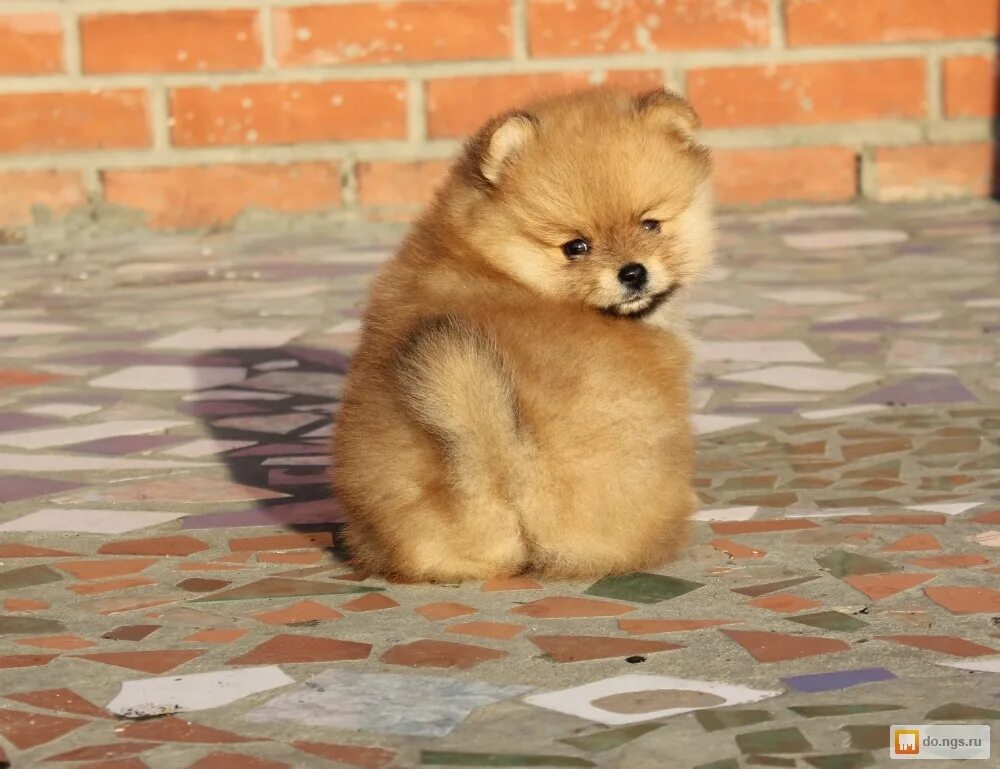 микро померанский шпиц. померанский шпиц белый мини. авито животные шпицы. шпиц лапочка. щенки набережные челны бесплатно.