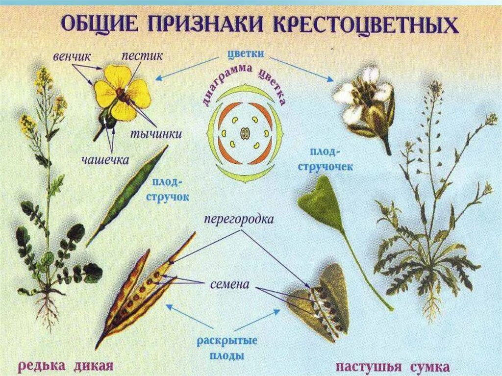 Семейство крестоцветные рисунки. Стручочек крестоцветных. Пастушья сумка диаграмма цветка. Дикорастущие крестоцветные капустные. Крестоцветные капустные формула.