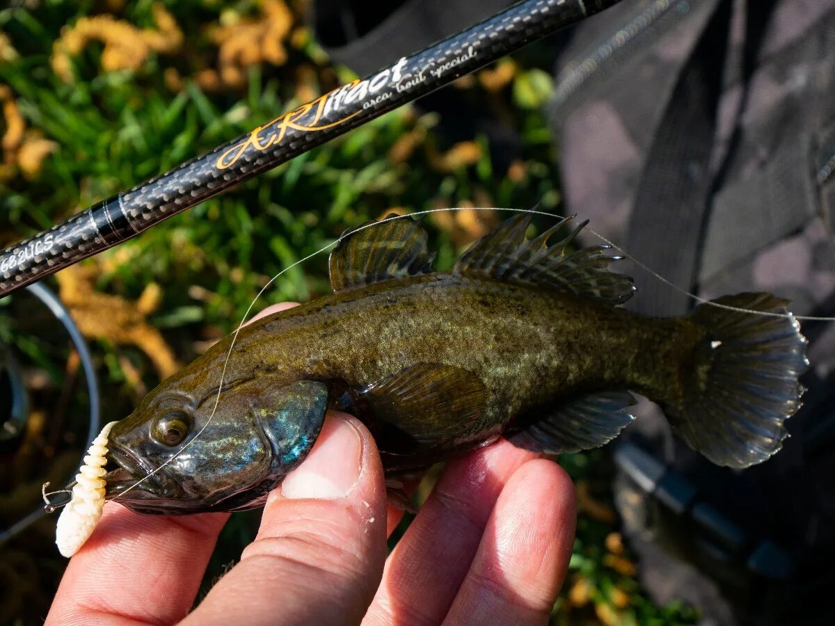 амурский ротан (perccottus glenii. головешка ротан реальная. головешка ротан реальная. ротан малек. головешка-ротан.