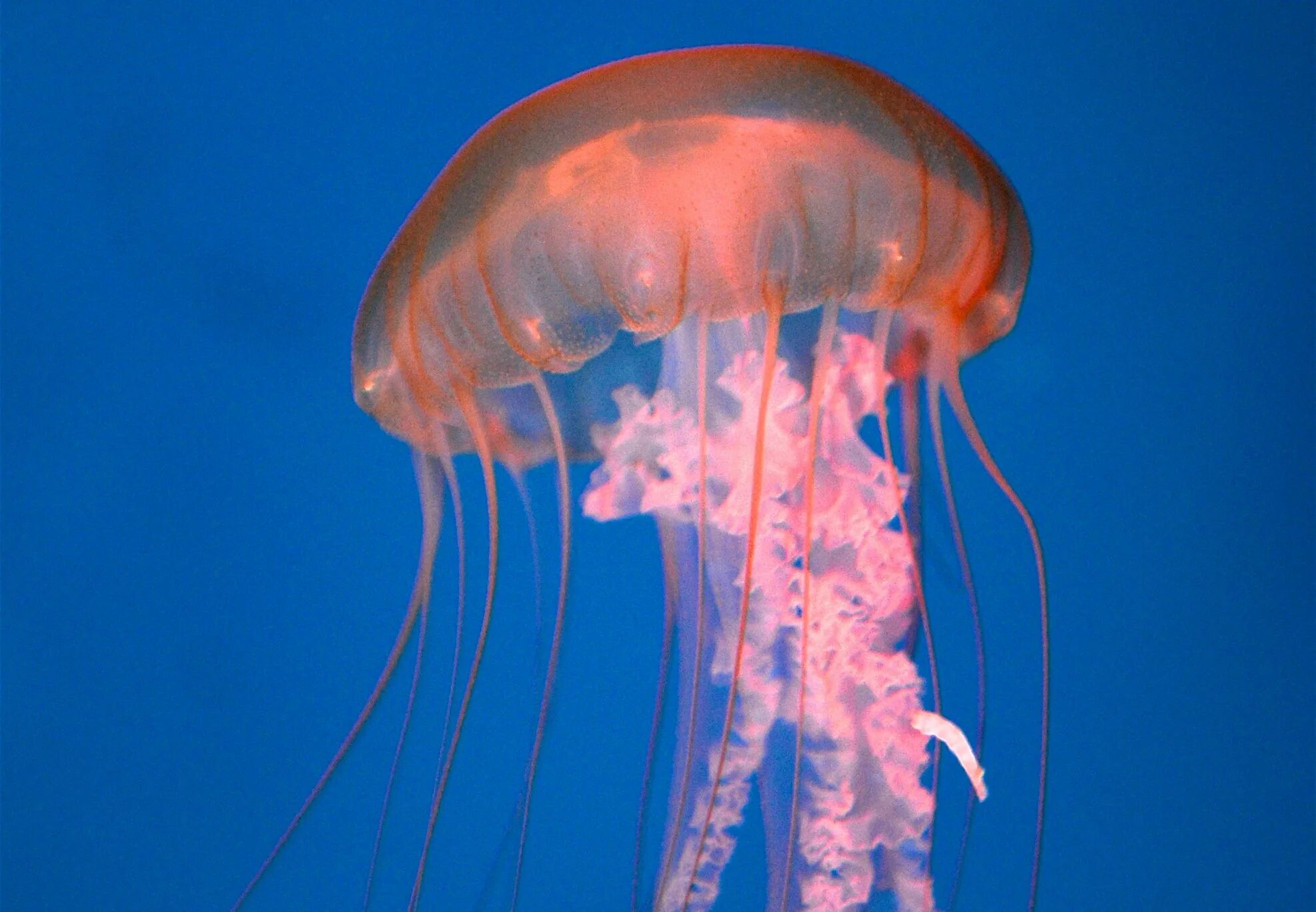 Медузы огэ. Scyphozoa сцифоидные медузы. медуза грибовик. арктическая медуза цианея.