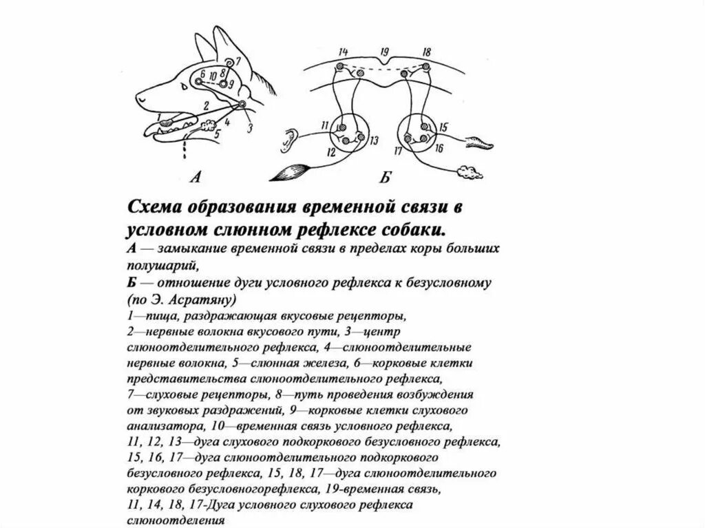 Порядок условных рефлексов. Схема формирования и угасания условного рефлекса. Схему образования условного рефлекса по Асратяну. Выработка условного рефлекса схема. Схема условного рефлекса слюноотделения у собаки.