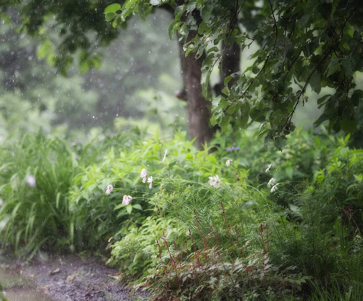 Дождь в лесу. Лес после дождя. Ливень природа лето. Сад после дождя. Дождь в лесу описание
