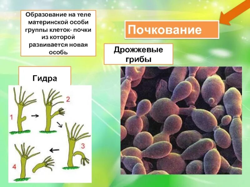 Сыроежки размножаются почкованием
