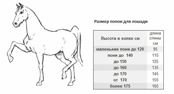 Измерение промеров лошади. Конская упряжь, сбруя. Анатомия лошади для художников пропорции. Размеры попон для лошадей. Промеры лошади спереди.