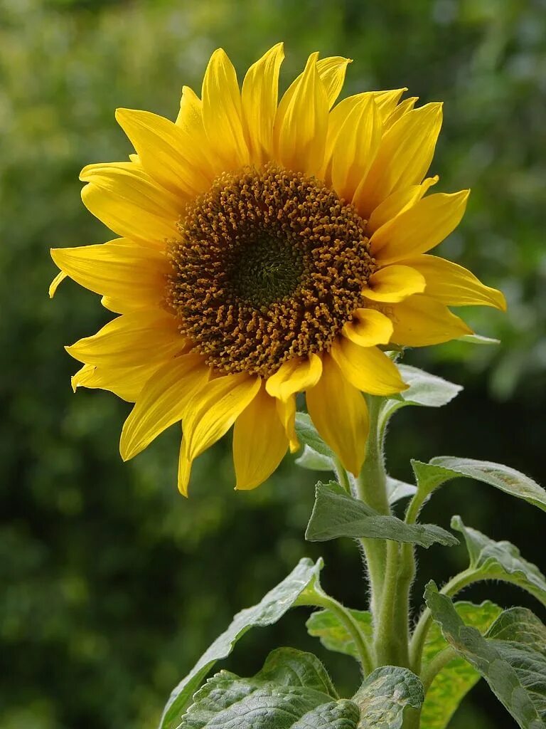 Sun flower отзывы. Helianthus annuus. Подсолнечник Донской крупноплодный. Подсолнух Битюг.